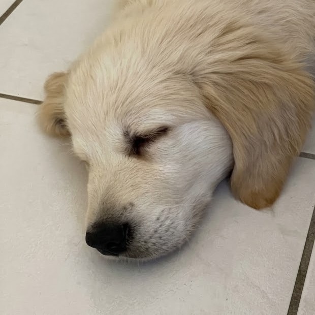 Buzz, chiot golden retriever gardé par Dogio